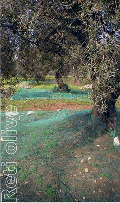 Rete antispine per olive occhiellata