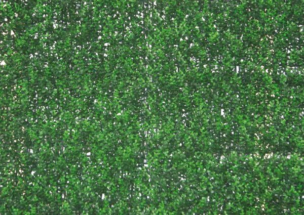 Sempreverde Siepe Buxus 1x1mt decorativa da parete
